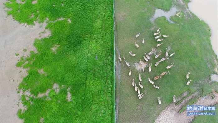 （图文互动）（2）江西首次在鄱阳湖湿地野放麋鹿