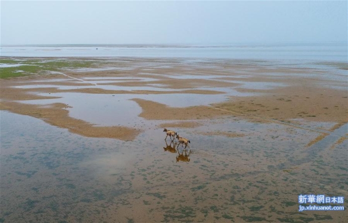 （图文互动）（5）江西首次在鄱阳湖湿地野放麋鹿