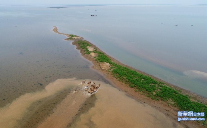 （图文互动）（6）江西首次在鄱阳湖湿地野放麋鹿