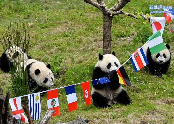 （社会）（1）熊猫“足球赛” 助威世界杯