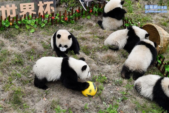（社会）（2）熊猫“足球赛” 助威世界杯