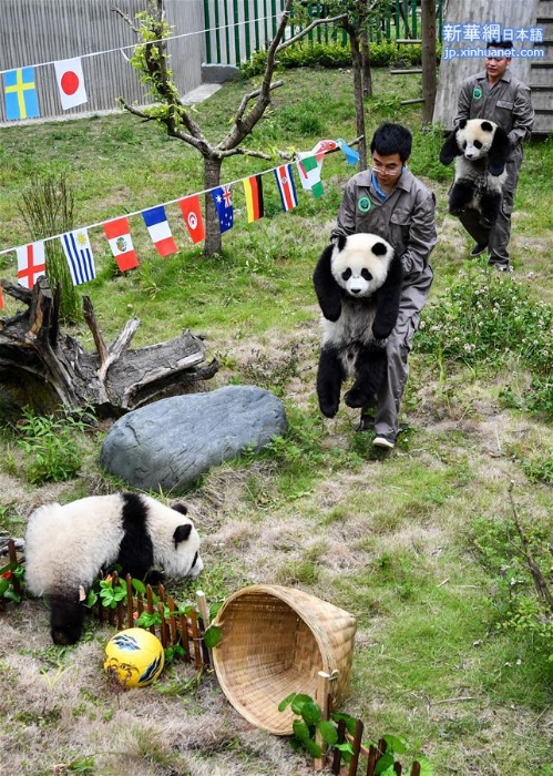 （新华视界）（2）熊猫“足球赛” 助威世界杯